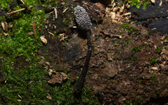 Xylaria comosa