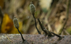 Xylaria comosa