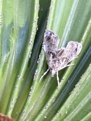 Glaphyria basiflavalis