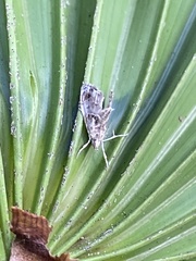 Glaphyria basiflavalis