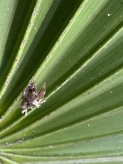 Glaphyria basiflavalis