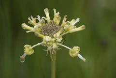 Drimia sphaerocephala