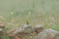 Hemimacronyx chloris