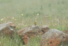 Hemimacronyx chloris