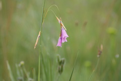Dierama formosum