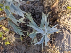 Artemisia ludoviciana