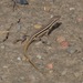 Olivier's Sand Lizard - Photo (c) mourad-harzallah, some rights reserved (CC BY), uploaded by mourad-harzallah