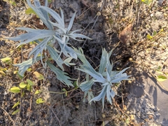 Artemisia ludoviciana