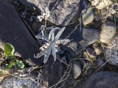 Artemisia ludoviciana