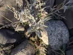 Artemisia ludoviciana