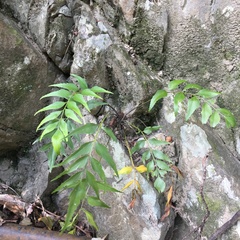 Asplenium falcatum