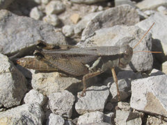 Melanoplus glaucipes