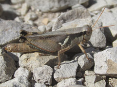 Melanoplus glaucipes