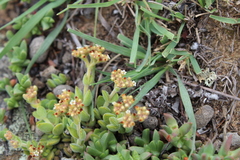 Crassula lanuginosa