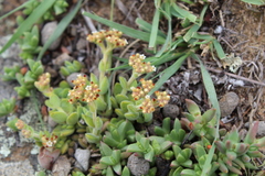 Crassula lanuginosa