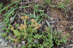 Crassula lanuginosa