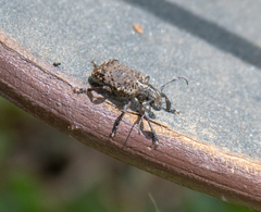 Scleronotus scabrosus