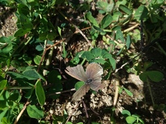 Satyrium sylvinus