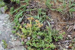 Crassula lanuginosa