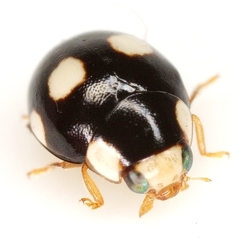 Hyperaspis medialis