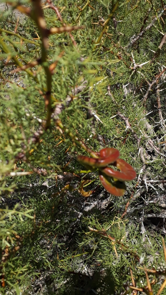 Prosopis ruizlealii Burkart 2