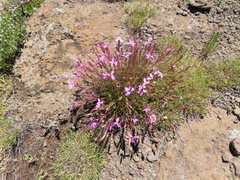 Dianthus basuticus