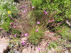 Dianthus basuticus