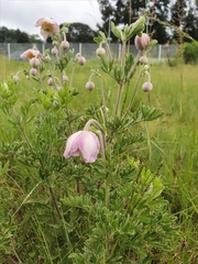 Clematis villosa
