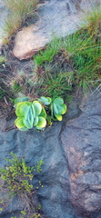 Kalanchoe thyrsiflora