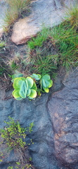 Kalanchoe thyrsiflora