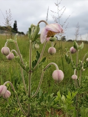 Clematis villosa