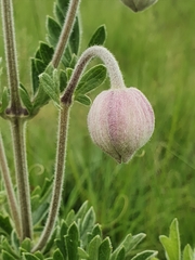 Clematis villosa
