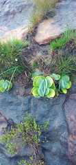 Kalanchoe thyrsiflora