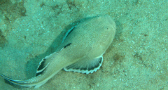 Astroscopus y-graecum