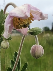 Clematis villosa