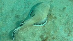 Astroscopus y-graecum