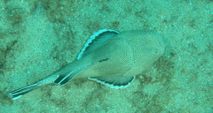 Astroscopus y-graecum