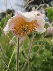 Clematis villosa