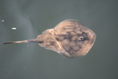 Urobatis concentricus