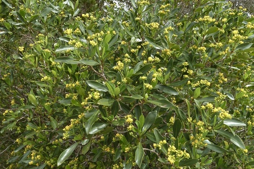 Psychotria malaloensis