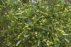 Psychotria malaloensis