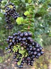 Notanthera heterophyllus