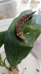 Xylophanes anubus