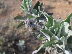 Hazardia detonsa