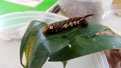 Xylophanes anubus