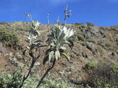 Hazardia detonsa