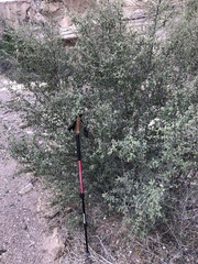 Prunus fremontii
