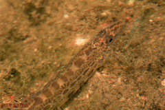 Cobitis paludica