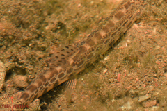 Cobitis paludica