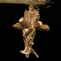 Psychidae